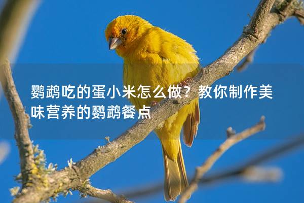 鹦鹉吃的蛋小米怎么做？教你制作美味营养的鹦鹉餐点