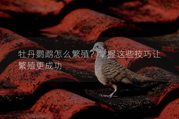 牡丹鹦鹉怎么繁殖？掌握这些技巧让繁殖更成功