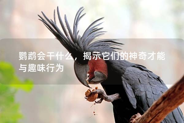 鹦鹉会干什么，揭示它们的神奇才能与趣味行为