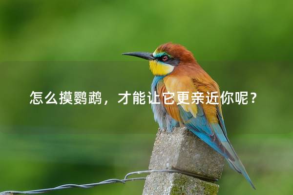 怎么摸鹦鹉，才能让它更亲近你呢？