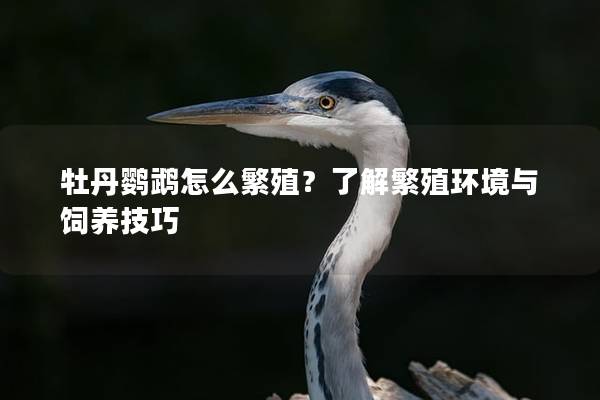 牡丹鹦鹉怎么繁殖？了解繁殖环境与饲养技巧