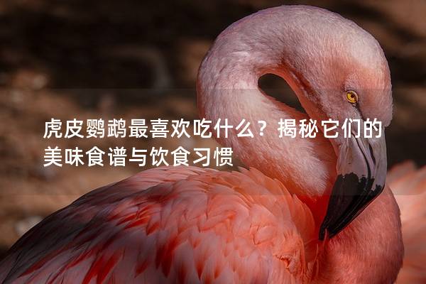 虎皮鹦鹉最喜欢吃什么？揭秘它们的美味食谱与饮食习惯