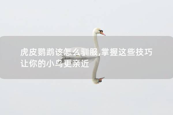 虎皮鹦鹉该怎么驯服,掌握这些技巧让你的小鸟更亲近