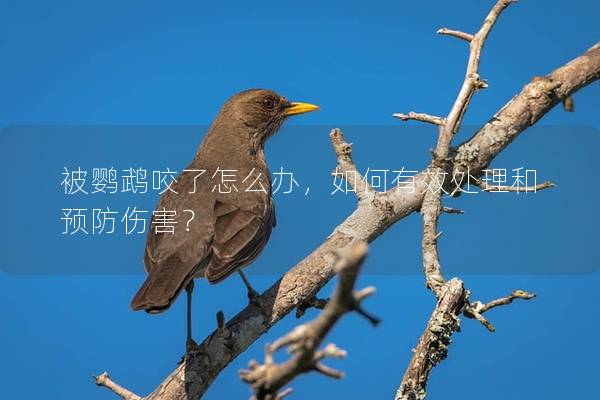 被鹦鹉咬了怎么办，如何有效处理和预防伤害？
