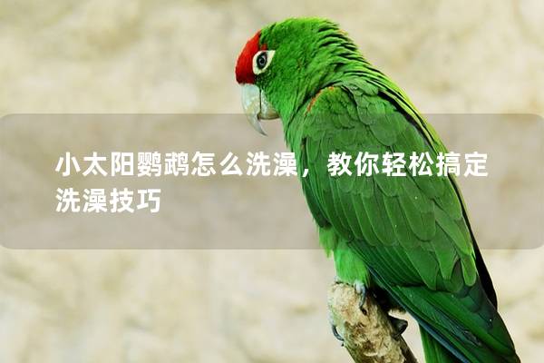 小太阳鹦鹉怎么洗澡，教你轻松搞定洗澡技巧