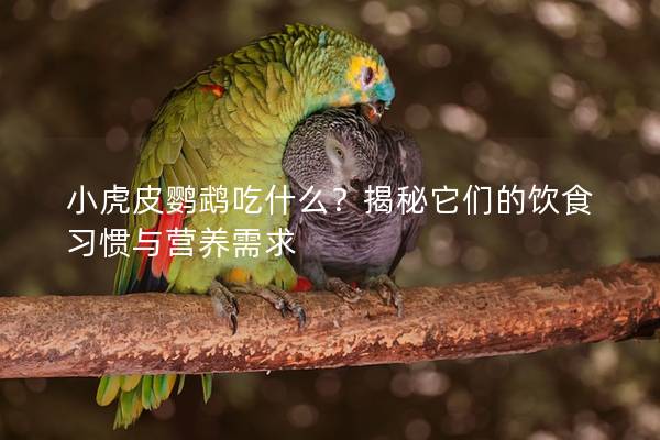 小虎皮鹦鹉吃什么？揭秘它们的饮食习惯与营养需求