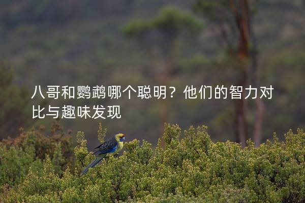 八哥和鹦鹉哪个聪明？他们的智力对比与趣味发现