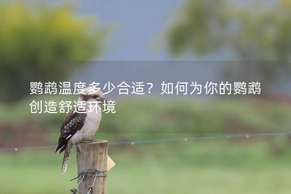 鹦鹉温度多少合适？如何为你的鹦鹉创造舒适环境