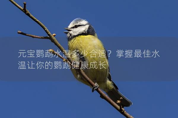 元宝鹦鹉水温多少合适？掌握最佳水温让你的鹦鹉健康成长