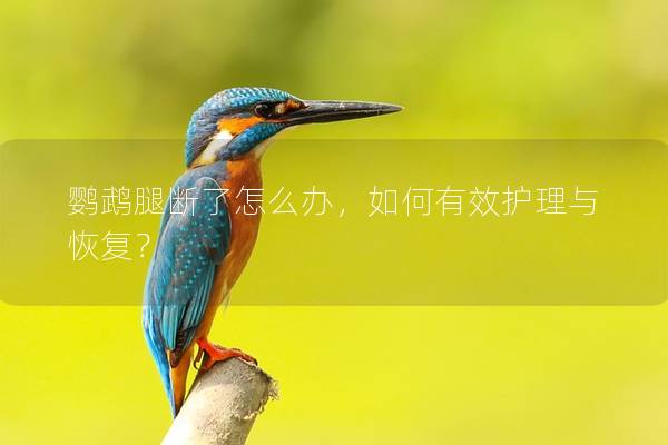 鹦鹉腿断了怎么办，如何有效护理与恢复？