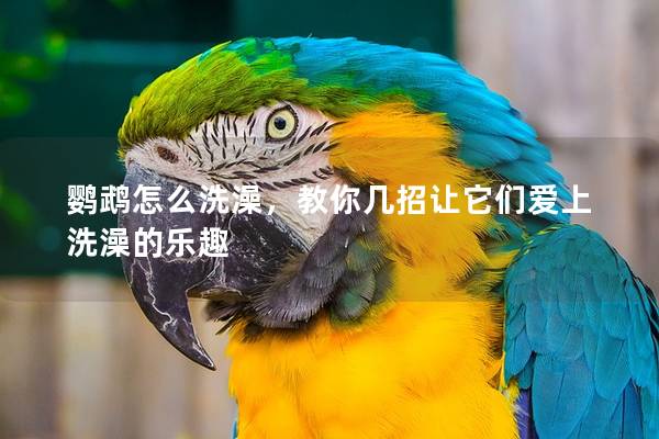 鹦鹉怎么洗澡，教你几招让它们爱上洗澡的乐趣