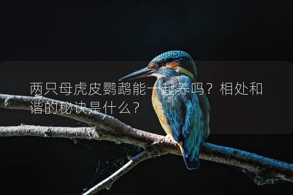 两只母虎皮鹦鹉能一起养吗？相处和谐的秘诀是什么？