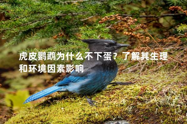 虎皮鹦鹉为什么不下蛋？了解其生理和环境因素影响