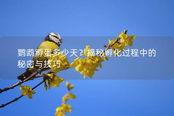 鹦鹉孵蛋多少天？揭秘孵化过程中的秘密与技巧