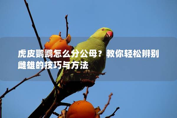 虎皮鹦鹉怎么分公母？教你轻松辨别雌雄的技巧与方法