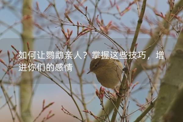 如何让鹦鹉亲人？掌握这些技巧，增进你们的感情
