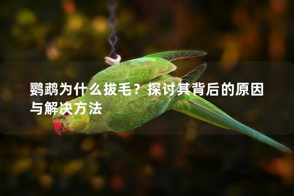鹦鹉为什么拔毛？探讨其背后的原因与解决方法
