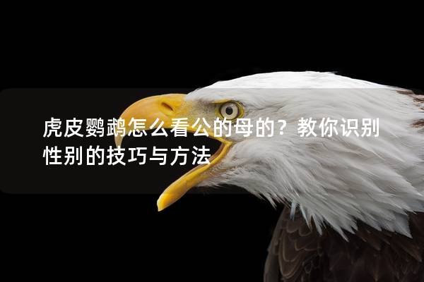 虎皮鹦鹉怎么看公的母的？教你识别性别的技巧与方法