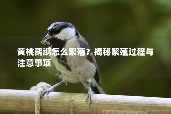 黄桃鹦鹉怎么繁殖？揭秘繁殖过程与注意事项