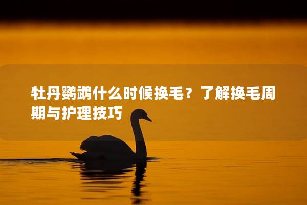 牡丹鹦鹉什么时候换毛？了解换毛周期与护理技巧