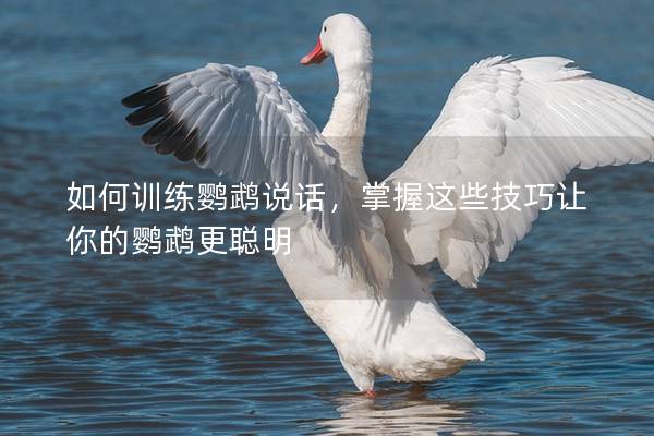 如何训练鹦鹉说话，掌握这些技巧让你的鹦鹉更聪明