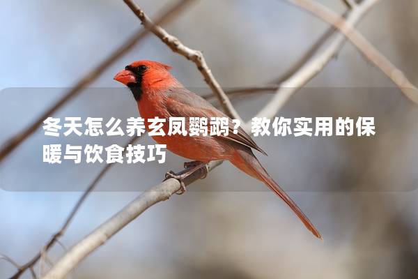 冬天怎么养玄凤鹦鹉？教你实用的保暖与饮食技巧