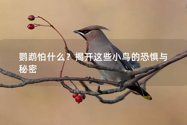 鹦鹉怕什么？揭开这些小鸟的恐惧与秘密