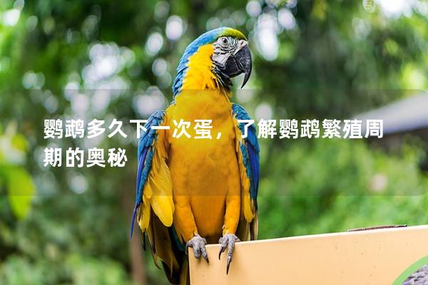 鹦鹉多久下一次蛋，了解鹦鹉繁殖周期的奥秘