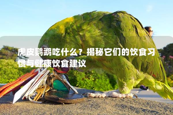 虎皮鹦鹉吃什么？揭秘它们的饮食习惯与健康饮食建议