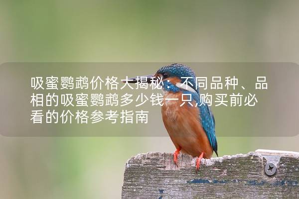 吸蜜鹦鹉价格大揭秘：不同品种、品相的吸蜜鹦鹉多少钱一只,购买前必看的价格参考指南