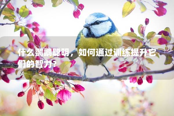 什么鹦鹉聪明，如何通过训练提升它们的智力？