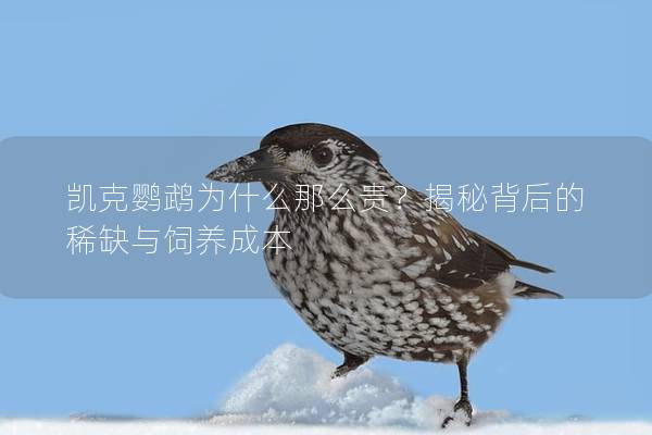 凯克鹦鹉为什么那么贵？揭秘背后的稀缺与饲养成本
