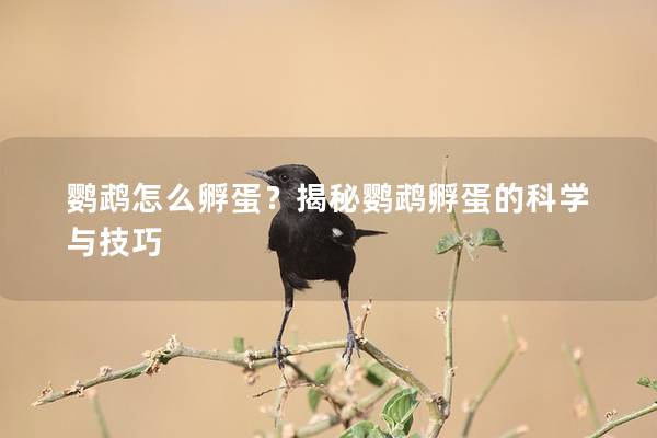 鹦鹉怎么孵蛋？揭秘鹦鹉孵蛋的科学与技巧