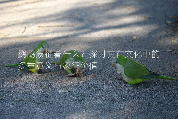 鹦鹉象征着什么？探讨其在文化中的多重意义与象征价值