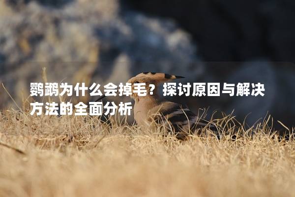 鹦鹉为什么会掉毛？探讨原因与解决方法的全面分析