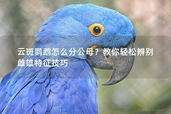 云斑鹦鹉怎么分公母？教你轻松辨别雌雄特征技巧