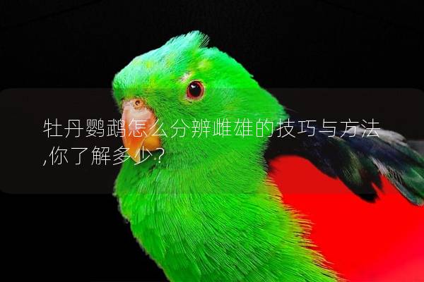 牡丹鹦鹉怎么分辨雌雄的技巧与方法,你了解多少？