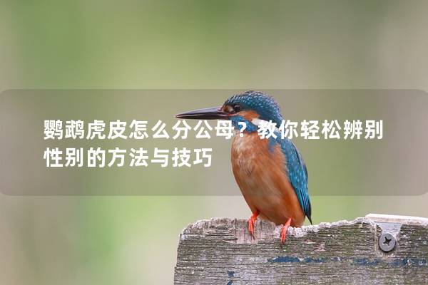 鹦鹉虎皮怎么分公母？教你轻松辨别性别的方法与技巧