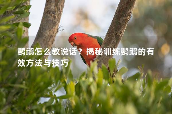 鹦鹉怎么教说话？揭秘训练鹦鹉的有效方法与技巧
