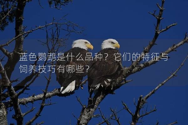 蓝色鹦鹉是什么品种？它们的特征与饲养技巧有哪些？