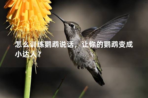 怎么训练鹦鹉说话，让你的鹦鹉变成小达人？