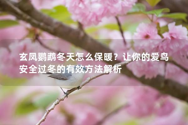 玄凤鹦鹉冬天怎么保暖？让你的爱鸟安全过冬的有效方法解析