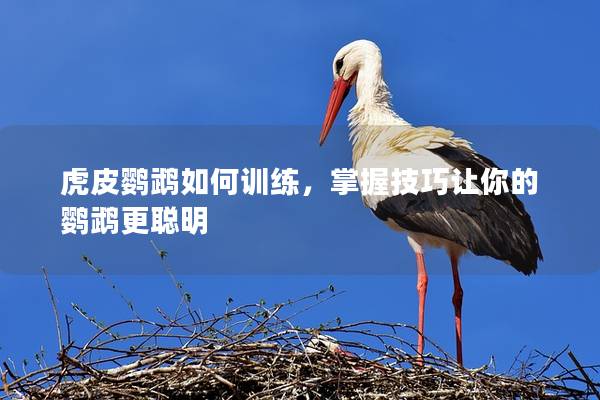 虎皮鹦鹉如何训练，掌握技巧让你的鹦鹉更聪明