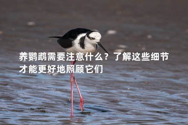 养鹦鹉需要注意什么？了解这些细节才能更好地照顾它们