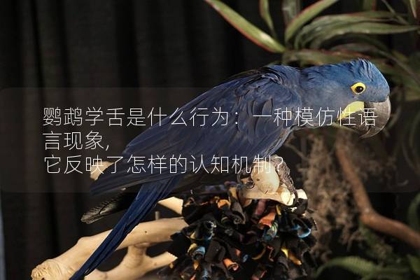 鹦鹉学舌是什么行为：一种模仿性语言现象, 它反映了怎样的认知机制？