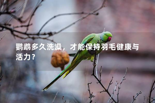 鹦鹉多久洗澡，才能保持羽毛健康与活力？
