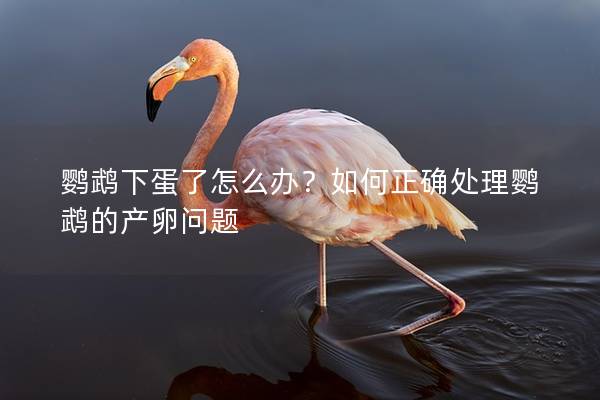 鹦鹉下蛋了怎么办？如何正确处理鹦鹉的产卵问题