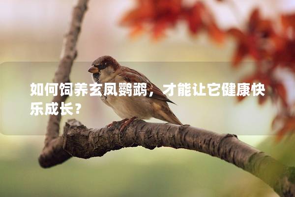 如何饲养玄凤鹦鹉，才能让它健康快乐成长？
