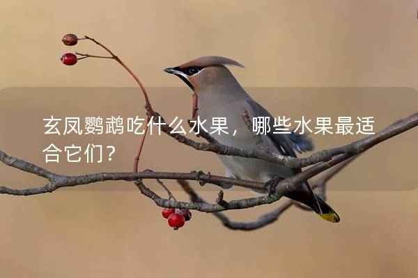 玄凤鹦鹉吃什么水果，哪些水果最适合它们？