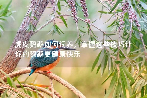 虎皮鹦鹉如何饲养，掌握这些技巧让你的鹦鹉更健康快乐